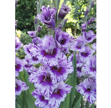 Gladiole cu petale dungate în grădină