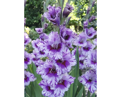 Gladiole cu petale dungate în grădină