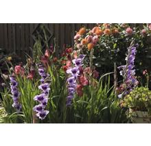 Gladiole înflorite în grădina cu flori