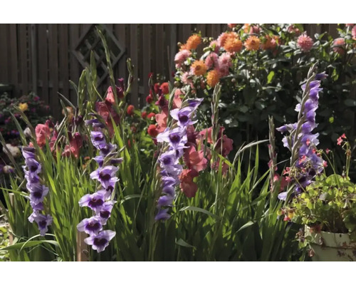 Gladiole înflorite în grădina cu flori