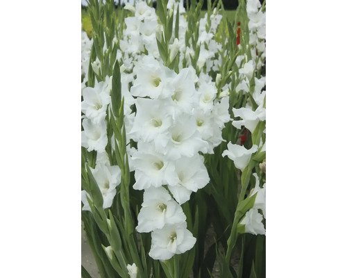 Gladiolă albă în stratul de grădină