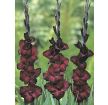 Trei gladiole într-un pat de grădină cu inflorescențe izbitoare.