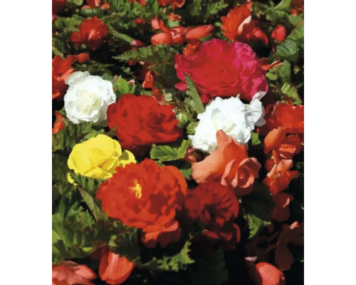 Strat de begonii cu flori roșii, galbene și albe