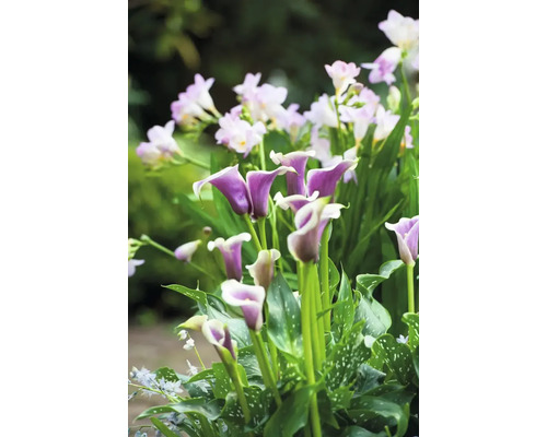 Prim-plan cu crini calla mov și frezii albe în grădină.