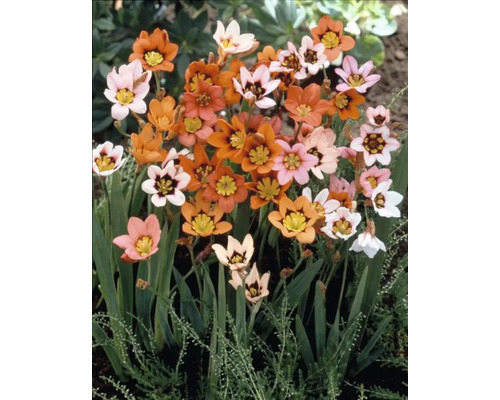 Flori de Sparaxis în portocaliu, roz și alb cu accente galbene și negre.