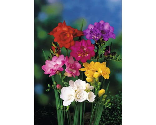 Flori frezie multicolore cu tulpini verzi