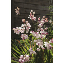 Inflorescență de crinișor de toamnă într-o grădină