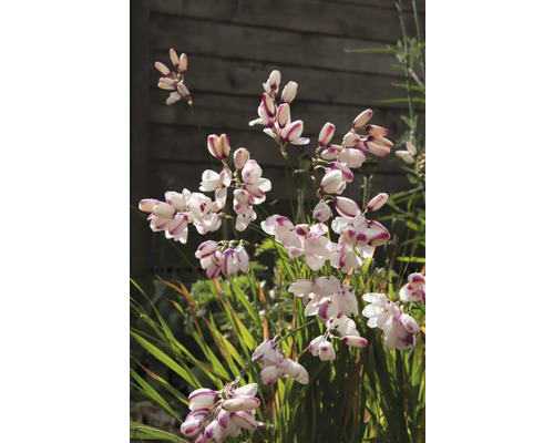 Inflorescență de crinișor de toamnă într-o grădină