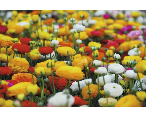 Câmp de flori cu diferite genuri de Ranunculus