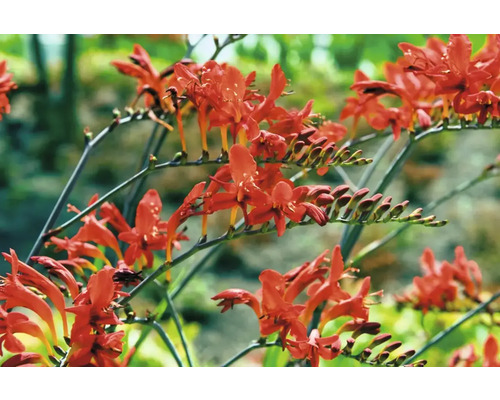 Prim-plan cu flori de crocosmia