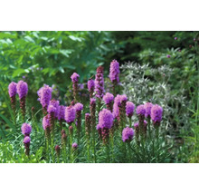 Bulbi de flori FloraSelf Liatris Spicata albastru 15 buc.