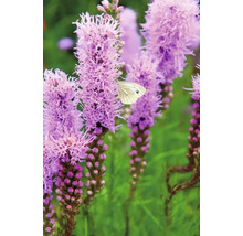 Bulbi de flori FloraSelf Liatris Spicata albastru 15 buc.