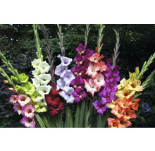 Aranjament multicolor de gladiole în grădină.