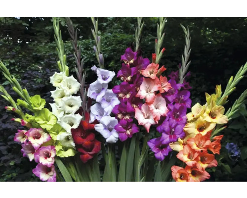 Aranjament multicolor de gladiole în grădină.