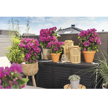 Floare de hârtie pe spalier FloraSelf Bougainvillea Vera Purple H 35 cm ghiveci Ø 14 cm