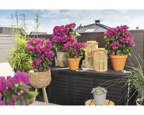 Balcon decorativ cu bougainvillea în ghivece, bambus și felinare pe o cutie de depozitare