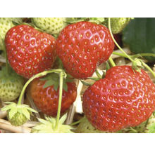 Bio Căpşuni FloraSelf Bio Fragaria x ananassa 'Senga® Sengana®' ghiveci Ø 9 cm