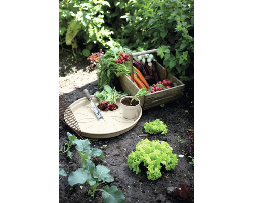 Grădină de legume cu ridichi, morcovi, salată și tavă pentru plante