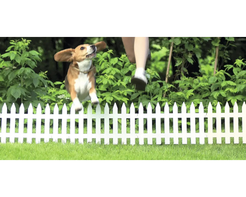 Câine sărind peste un gard în grădină