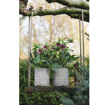 Doi trandafiri de Crăciun în ghivece texturate pe un leagăn de lemn în grădină.