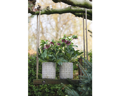 Doi trandafiri de Crăciun în ghivece texturate pe un leagăn de lemn în grădină.