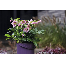 Planta spânz în ghiveci cu mâner