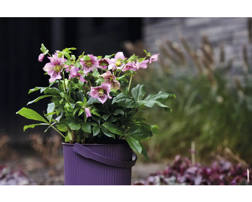 Planta spânz în ghiveci cu mâner