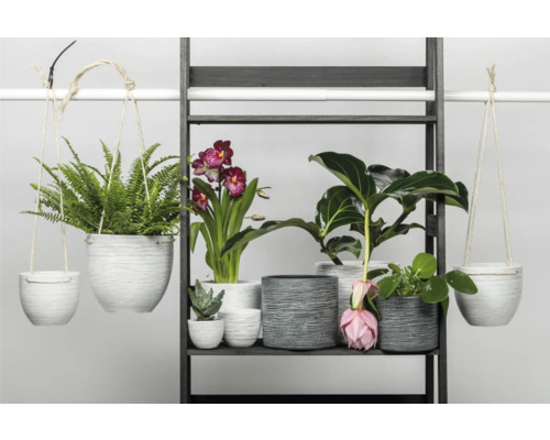Raft de plante cu diverse plante de interior în ghivece asortate