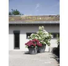 Două jardiniere gri cu hortensii cu flori roșii și albe pe o suprafață pavată