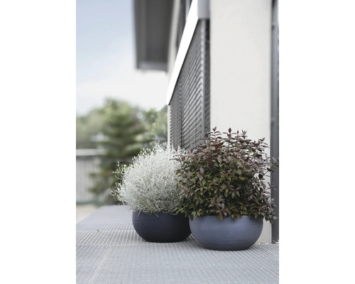 Două jardiniere plantate pe o terasă în fața unei clădiri