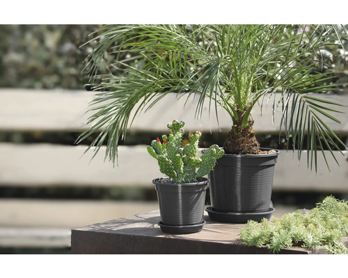 Două plante la ghiveci, un palmier curmal și un cactus cu flori roșii.