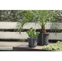 Ghiveci Geli Standard Ø 24 cm H 20,5 cm antracit