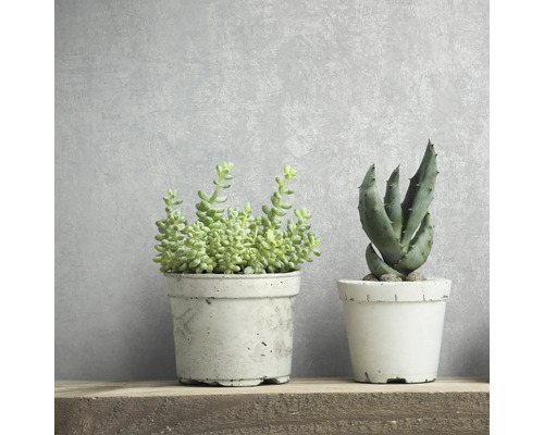 Două plante suculente în ghivece pe un raft de lemn.