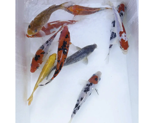 Crap koi multicolori în apă