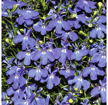 Prim-plan cu flori albastre de lobelia