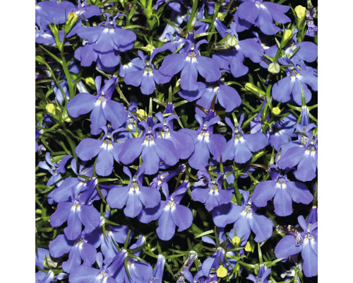 Lobelia FloraSelf Lobelia erinus ghiveci Ø 9 cm