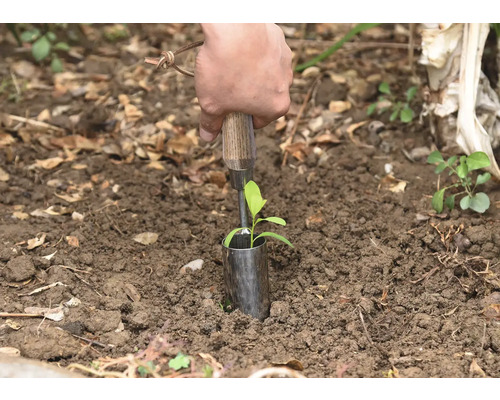 O persoană plantează o plantă mică cu un plantator în pământ.