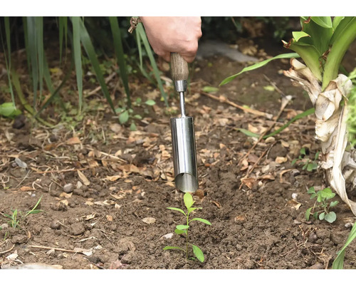 O persoană plantează un răsad în pământ cu un plantator.