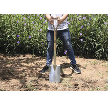 O persoană stă cu o lopată cu mâner de lemn și lamă de oțel într-un câmp cu plante.