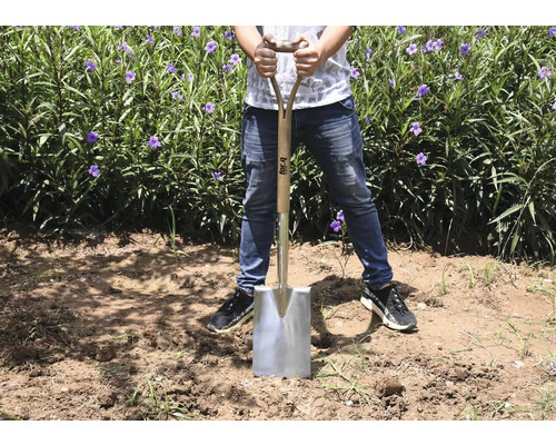 O persoană stă cu o lopată cu mâner de lemn și lamă de oțel într-un câmp cu plante.