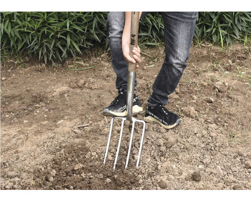 Persoană înfigând o cazma cu patru dinți în pământ, pentru grădinărit