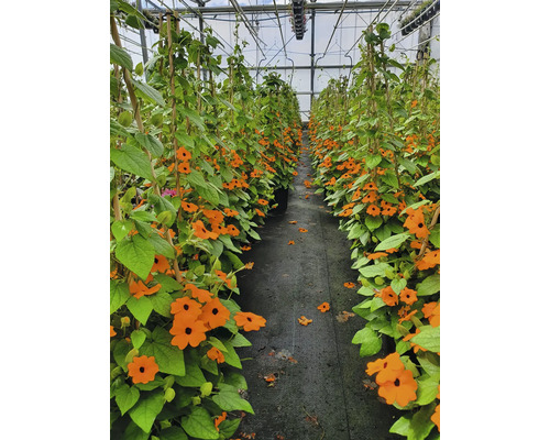 Seră cu frumoasa Suzana cu ochi negri înflorită, cățărându-se pe bețe de bambus.