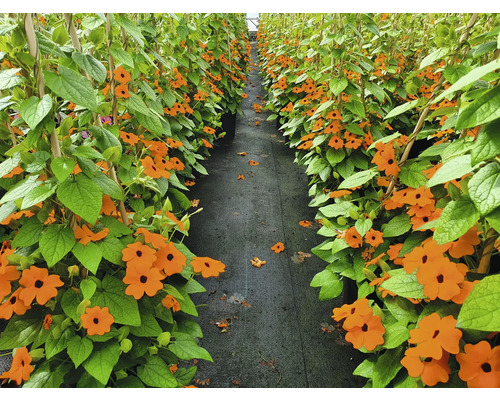 Rând de flori Ochiul Boului la ghiveci