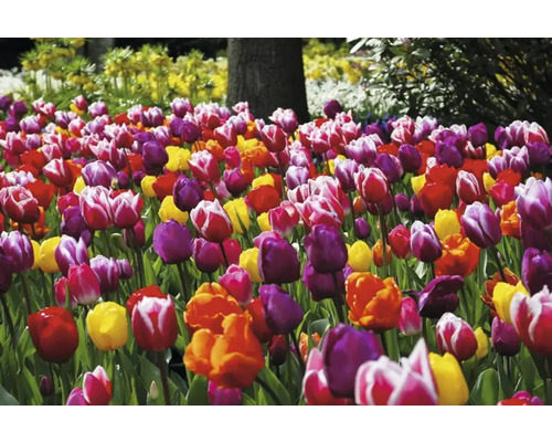 Câmp cu lalele colorate în grădină