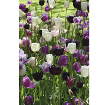 Jardină cu flori cu lalele albe, violet și negre