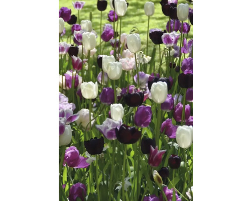 Jardină cu flori cu lalele albe, violet și negre