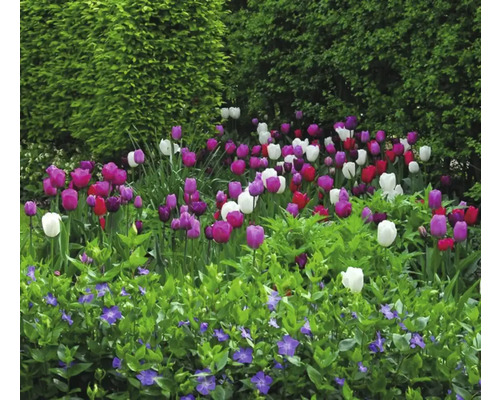 Bulbi de lalele FloraSelf Spring Bliss Mix 15 buc. | HORNBACH