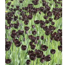 Câmp cu flori de lalele negre