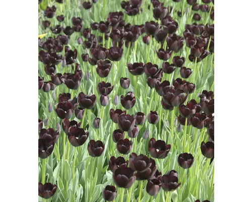 Câmp cu flori de lalele negre