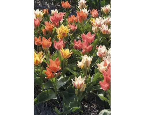Câmp cu lalele multicolore în galben, portocaliu, alb și roz.